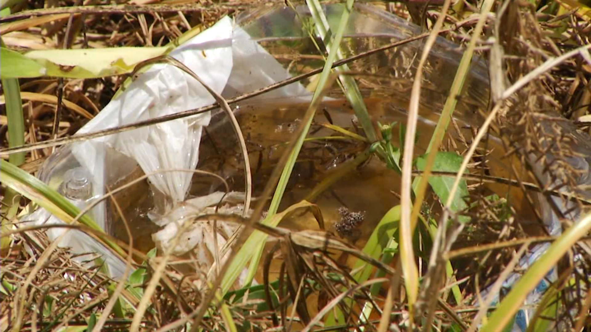 Dengue: dez pessoas de uma mesma rua estão com a doença